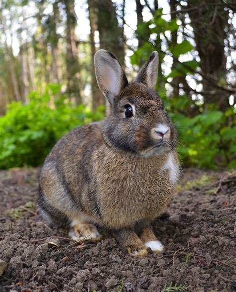 year of the rabbit wikipedia